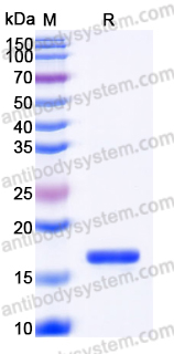 YMB95602, SDS-PAGE