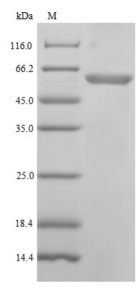 SDS-PAGE