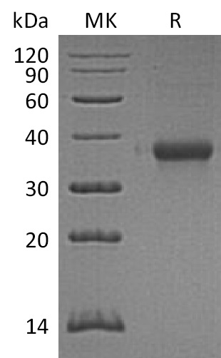 Валидация Elabscience PKSM041326(5221)