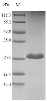 SDS-PAGE