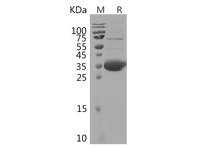Валидация Elabscience PDMO100004(1167)