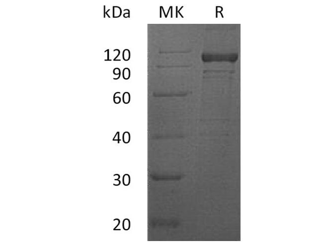 Валидация Elabscience PKSH033356(3687)