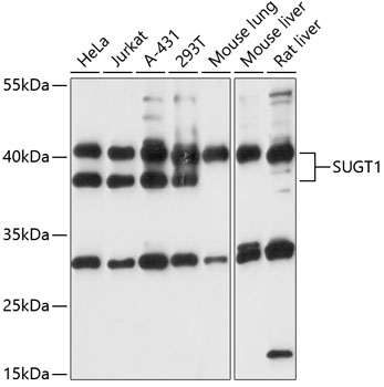 Валидация Elabscience E-AB-90714
