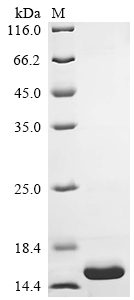 SDS-PAGE