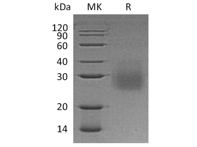 Валидация Elabscience PKSH033657(3941)