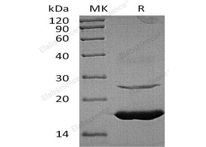 Валидация Elabscience PKSH030799(1651)