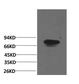 Валидация Elabscience E-AB-22178