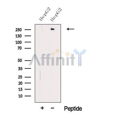 Валидация Affinity DF12533 - 7135