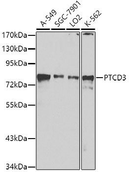 Валидация Elabscience E-AB-62466
