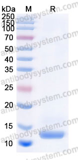 AME07703, SDS-PAGE