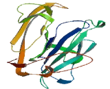 Pre-T-Cell Antigen Receptor Alpha (PTCRa) Pre-T-Cell Antigen Receptor Alpha (PTCRa)