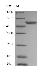 SDS-PAGE