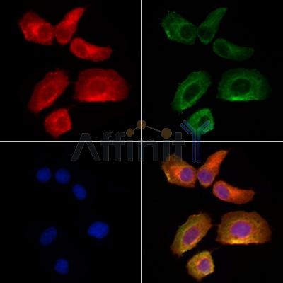 Валидация Affinity DF6655 - 18133