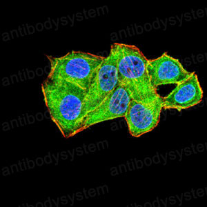 Валидация IF - AntibodySystem RHG52102 (1232)