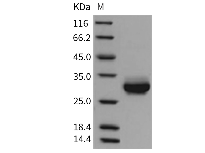 Валидация Elabscience PKSR030385(5722)