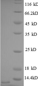 SDS-PAGE