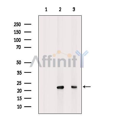 Валидация Affinity DF8969 - 21154