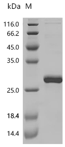 SDS-PAGE