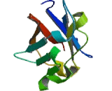Integrin Associated Protein (IAP) Integrin Associated Protein (IAP)