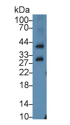 12872