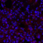 Иммунофлуоресценция, BRCA1, ткань легкого крысы