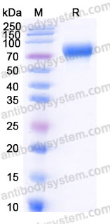 AHJ14802, SDS-PAGE