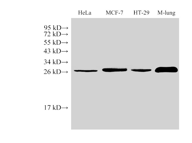 Вестерн-блоттинг, LGALS3, клетки HeLa, MCF-7, HT-29 и ткань легкого мыши