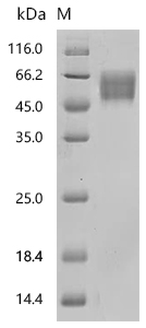 SDS-PAGE