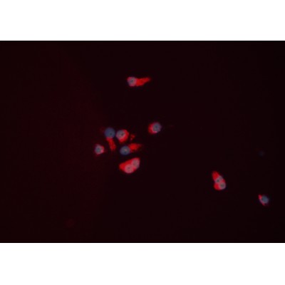 Валидация Affinity DF5001 - 16866