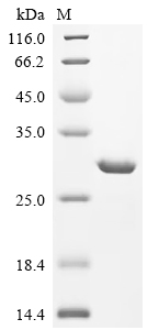 SDS-PAGE