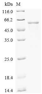 SDS-PAGE