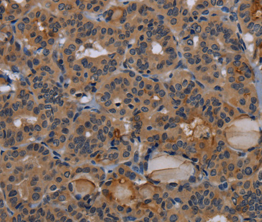 Валидация Elabscience E-AB-16658