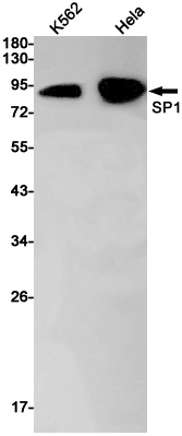 Валидация WB - AssayVector ARM1973 (975)