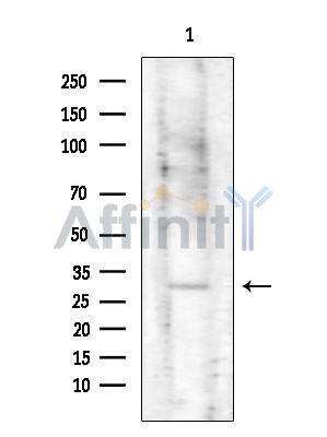 Валидация Affinity AF4011 - 2117