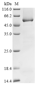 SDS-PAGE