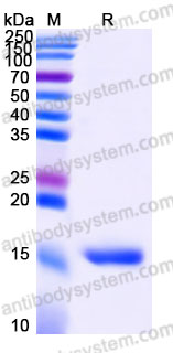 EHF45701, SDS-PAGE