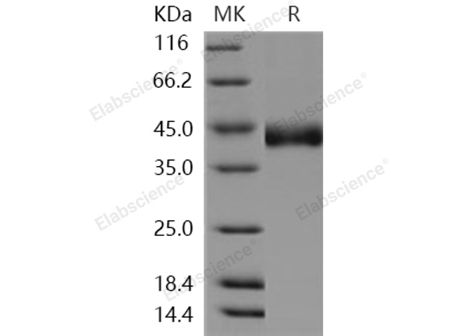 Валидация Elabscience PKSH031132(1910)
