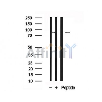 Валидация Affinity AF7750 - 4453