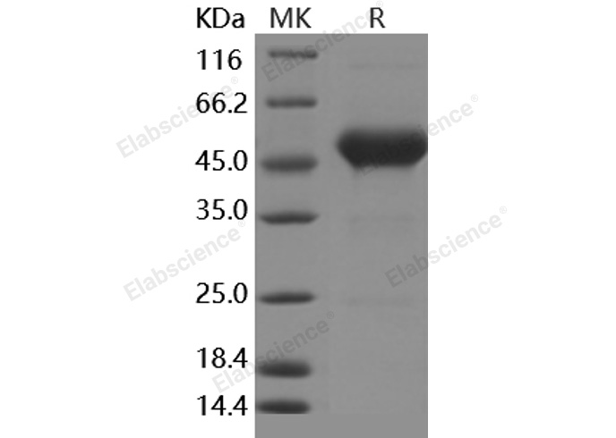 Валидация Elabscience PKSH030431(1360)