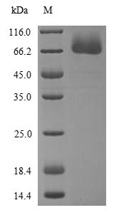 SDS-PAGE