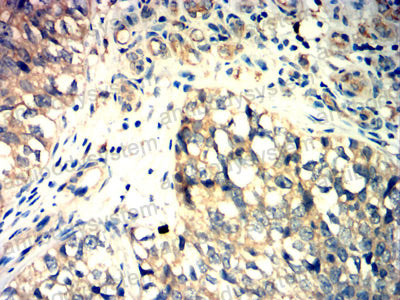 Валидация AntibodySystem RHN97901