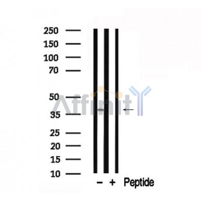 Валидация Affinity AF7746 - 4446