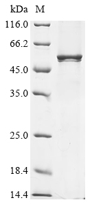 SDS-PAGE