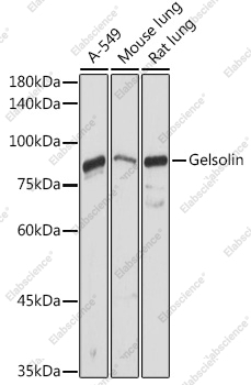 Вестерн-блоттинг, Gelsolin, различные клеточные линии