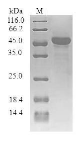 SDS-PAGE