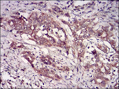 Валидация AntibodySystem RHF61502 (2596)