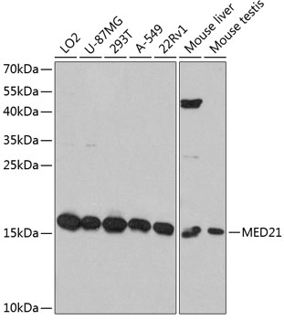 Валидация Elabscience E-AB-63646