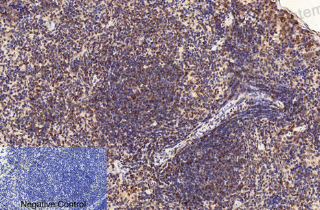 Валидация AntibodySystem RHC20801 (770)