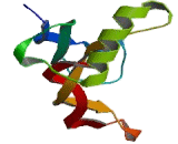 Growth Differentiation Factor 2 (GDF2) Growth Differentiation Factor 2 (GDF2)