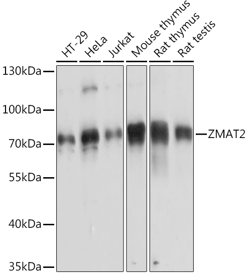 Валидация Elabscience E-AB-90853
